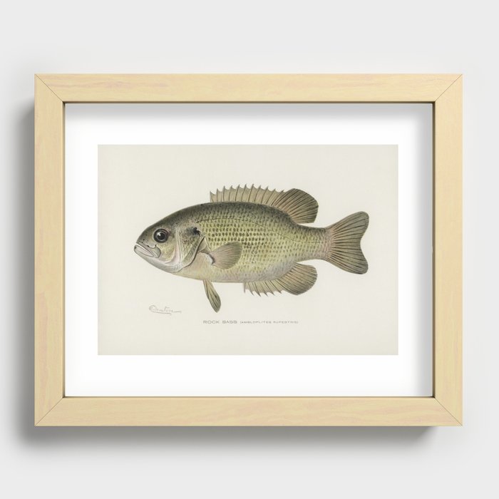 Rock Bass Recessed Framed Print