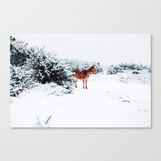 Winter horse Canvas Print