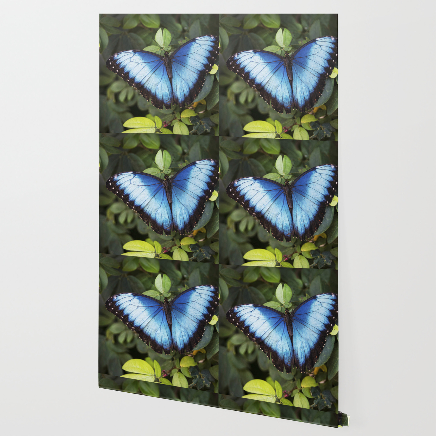 Blue Morpho Butterfly Wallpaper By Leapole Society6 Find an image you like on wallpapertag.com and click on the blue download button. society6