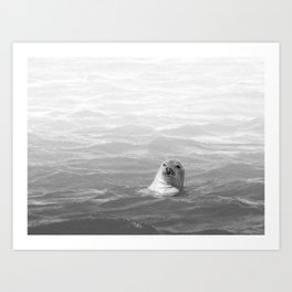 Swimming seal in black and white | Wildlife | Sea | Nature photography Art Print