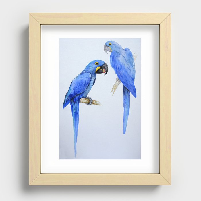 Hyacinth macaws, beautiful blue parrots Recessed Framed Print