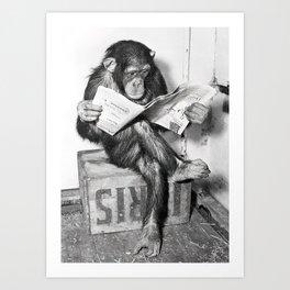 Chimpanzee Reading Newspaper, Black and White Vintage Art Art Print