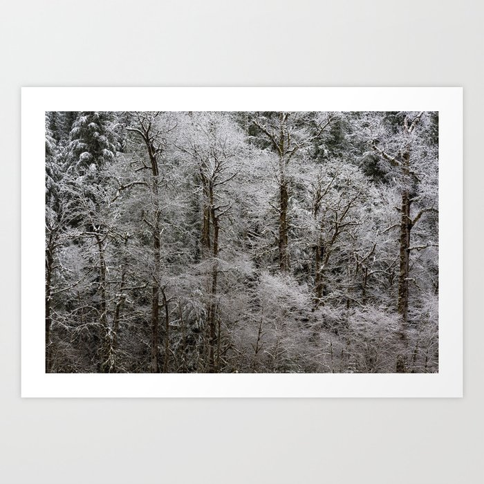 Snow Dusted Trees No 2 Art Print