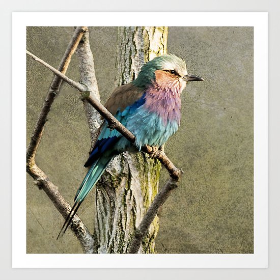 Lilac breasted Roller Art Print