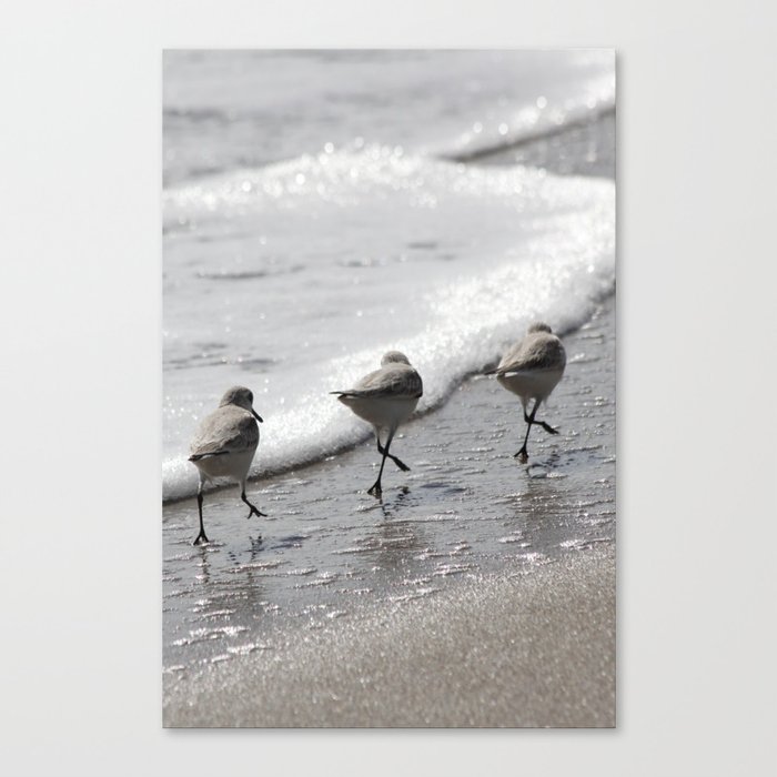 Sandpipers Birds on the Beach Canvas Print