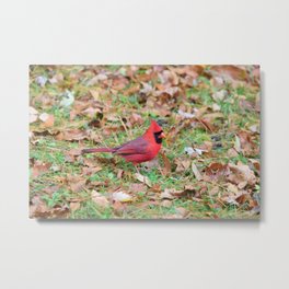Autumn Leaves Cardinal Metal Print | Color, Leaves, Adirondacks, Northern Cardinal, Red, Birds, Cardinals, Autumn, Photo, Bird 