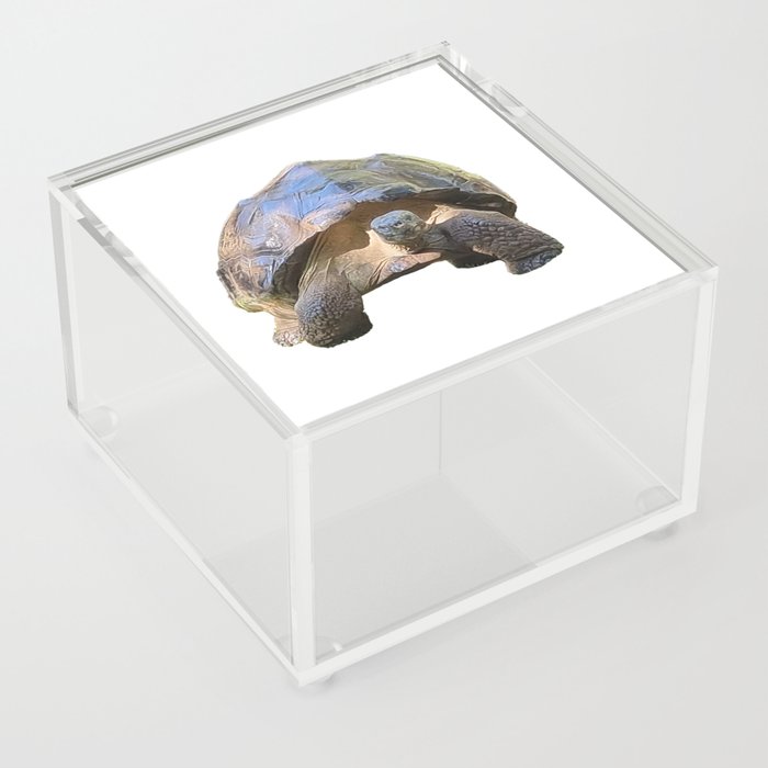 The wise old Tortoise Acrylic Box