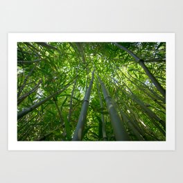 Bamboo Forest Art Print