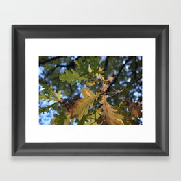 oak leaves Framed Art Print