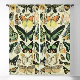 Butterflies Vintage Illustration Blackout Curtain