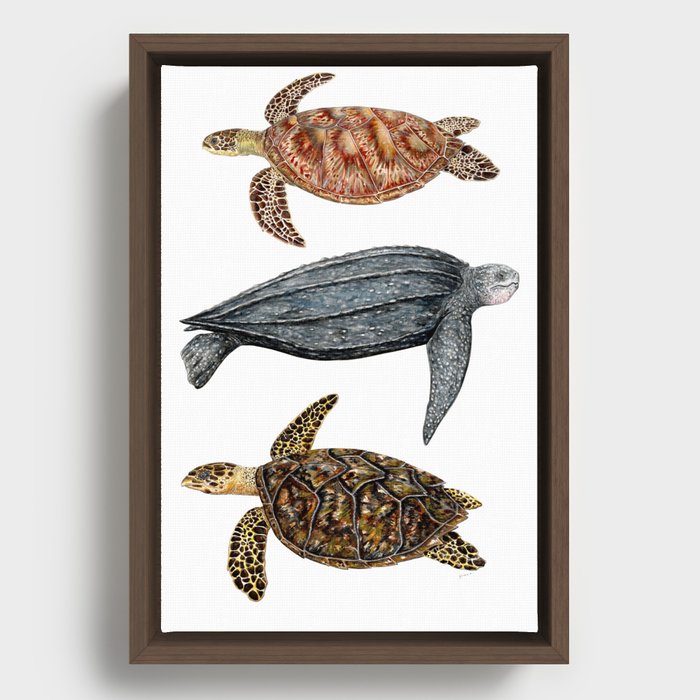 Green, leatherback and hawksbill sea turtles Framed Canvas