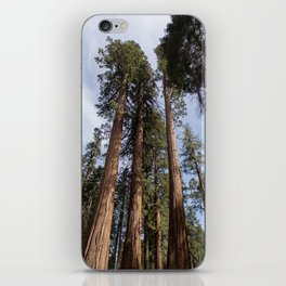 Towering Sequoias - Sequoia Park, California iPhone Skin
