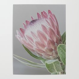 Protea In Isolation Poster