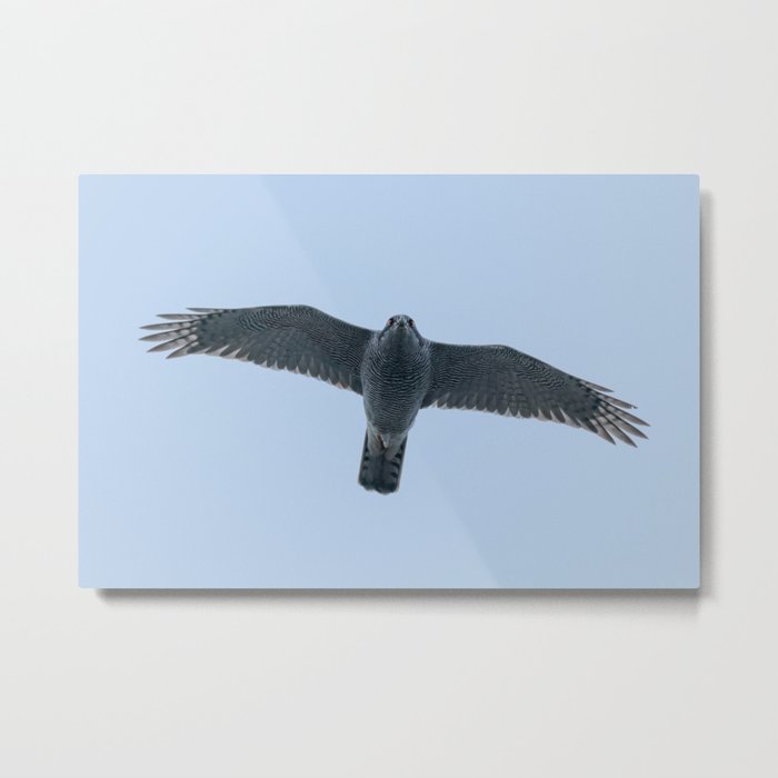 Northern goshawk flying (Accipiter gentilis) Bird of prey wildlife. Metal Print
