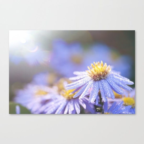 Blue Aster in LOVE I Canvas Print