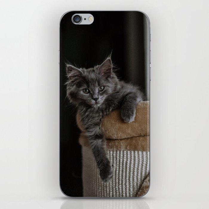 Grey kitten iPhone Skin