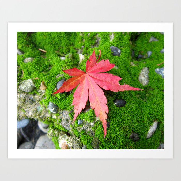 Leaf Zen Art Print