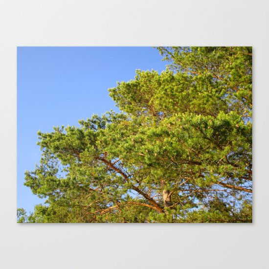 Treetop Canvas Print