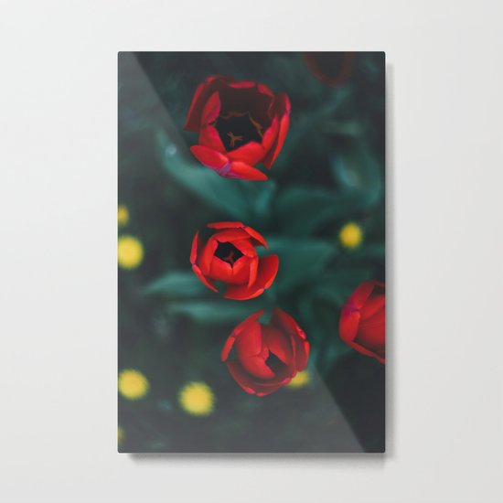 Red roses yellow Metal Print