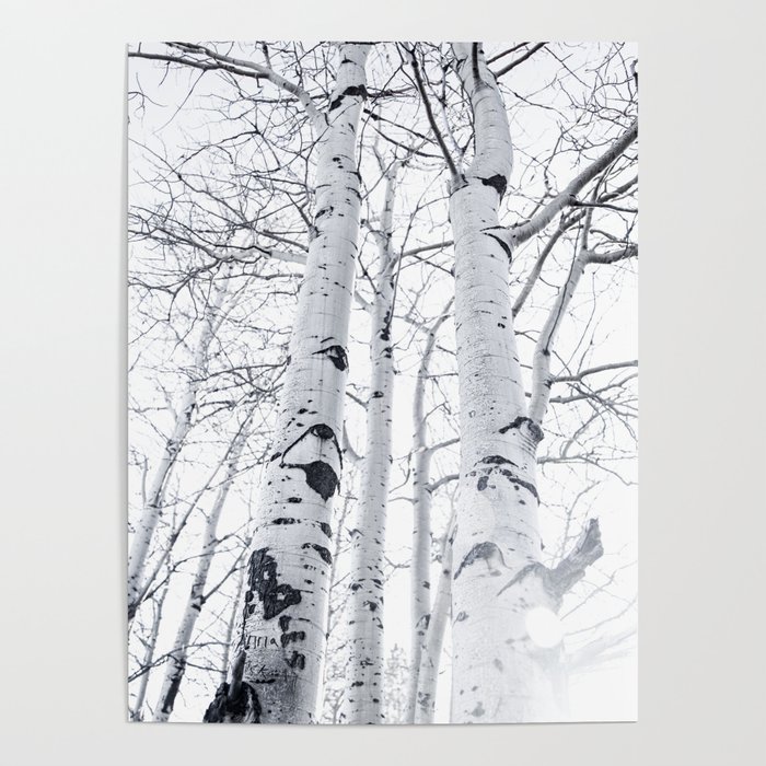 White Trees 3 Poster