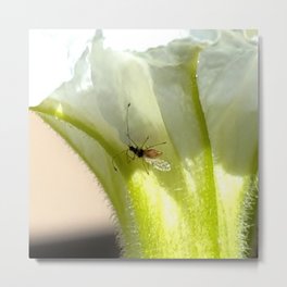"Petunia Patron"  Metal Print | Bloom, Blossom, Photo, Insect, Garden, Bug, Botanical, Flower 