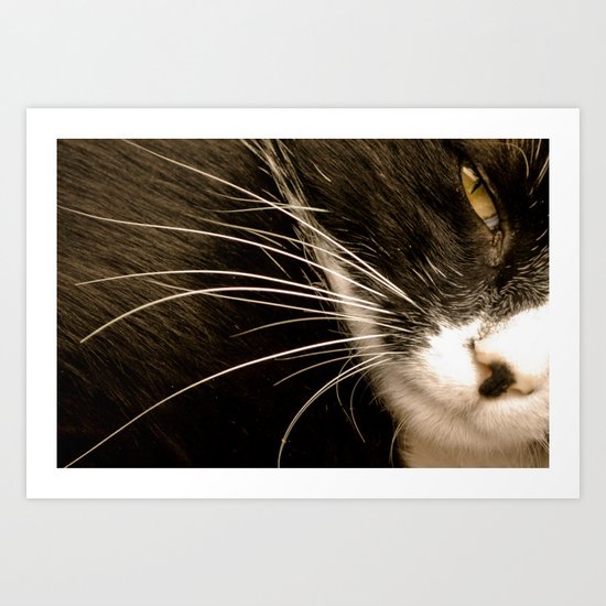 whiskers Art Print