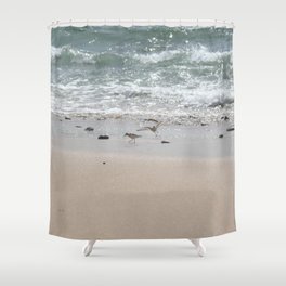 Seashore Sandpipers in tideland Shower Curtain