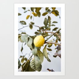 Cute lemon tree in spring | Nature photography art print | Travel photography Spain Art Print