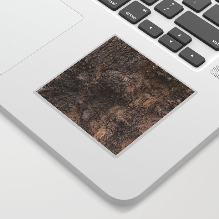 bark pattern of a tree in nature forest Sticker