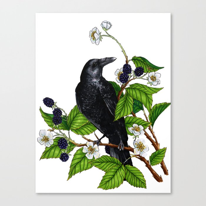 Black bird, blackberries Canvas Print