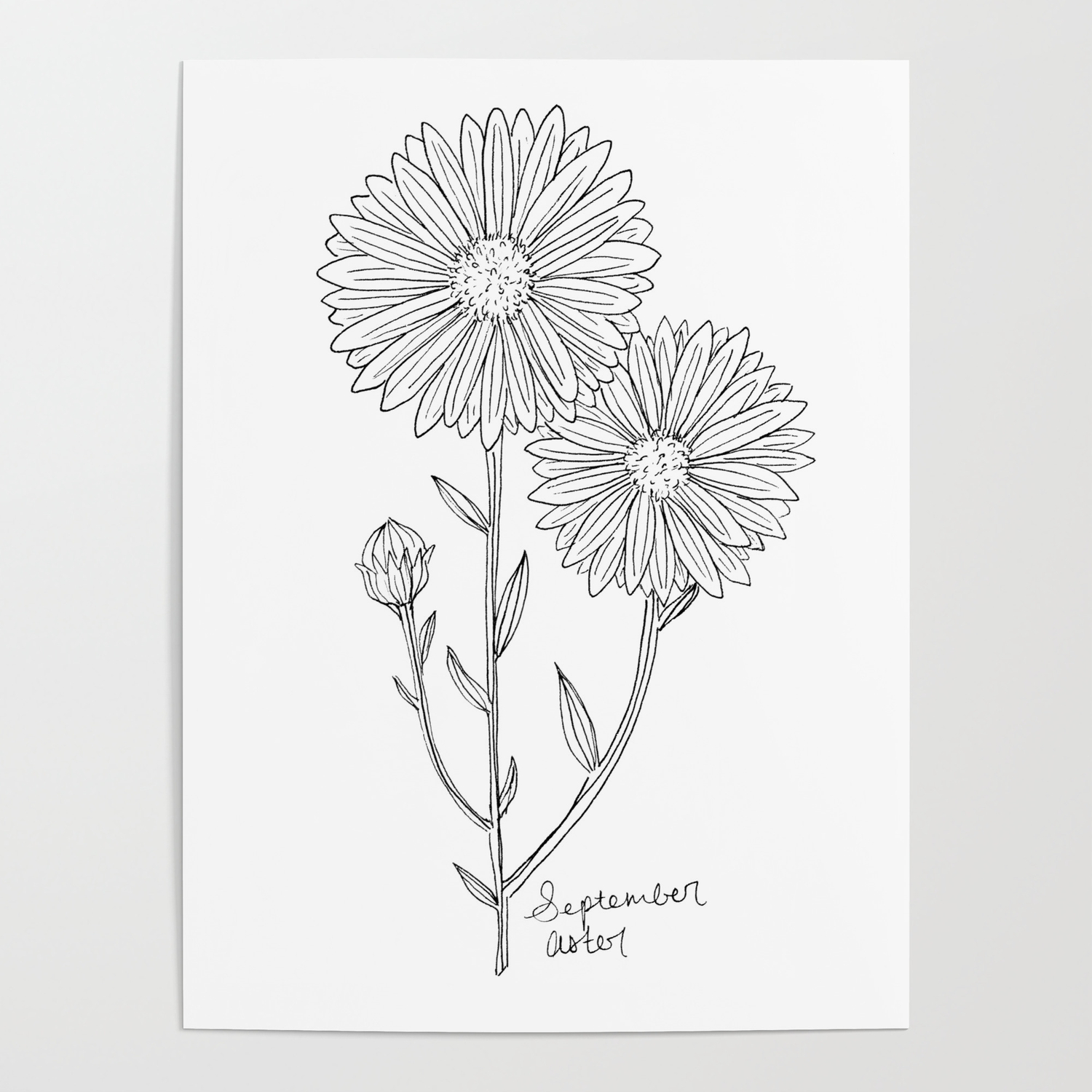 September Birth Flower Aster Ink Drawing Black And White Aster Floral Art Poster By Lauramax Society6