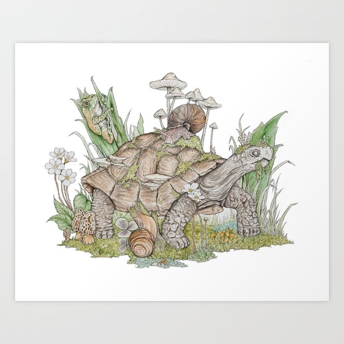 Forest Tortoise Art Print