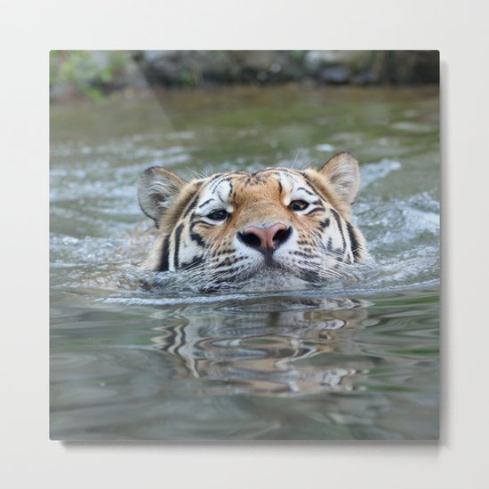 Swimming tiger Metal Print