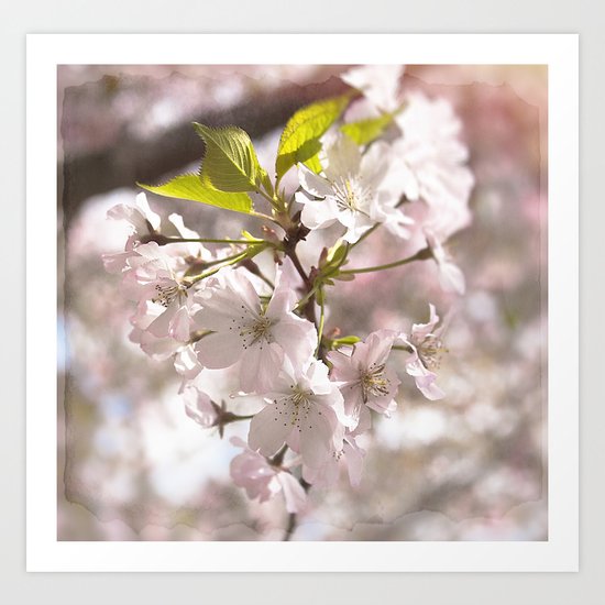 Tender Blossoms Art Print