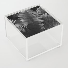 Leaves of green fern nature portrait black and white photograph / photography Acrylic Box
