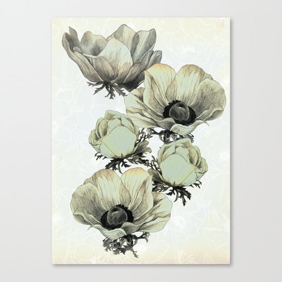 anemone flowers (white background) Canvas Print