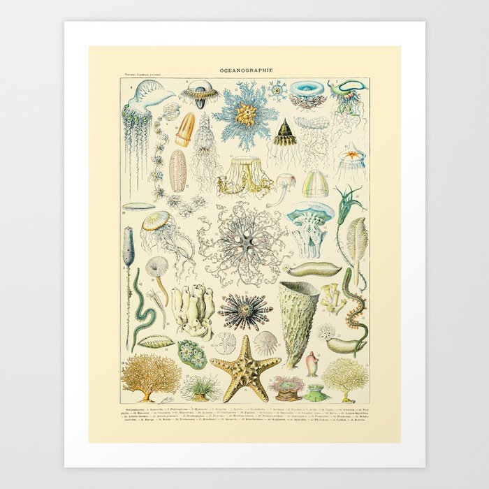 Oceanographie II Vintage Illustration by Adolphe Millot Seashell Starfish Jellyfish Coral Reef Surf Art Print