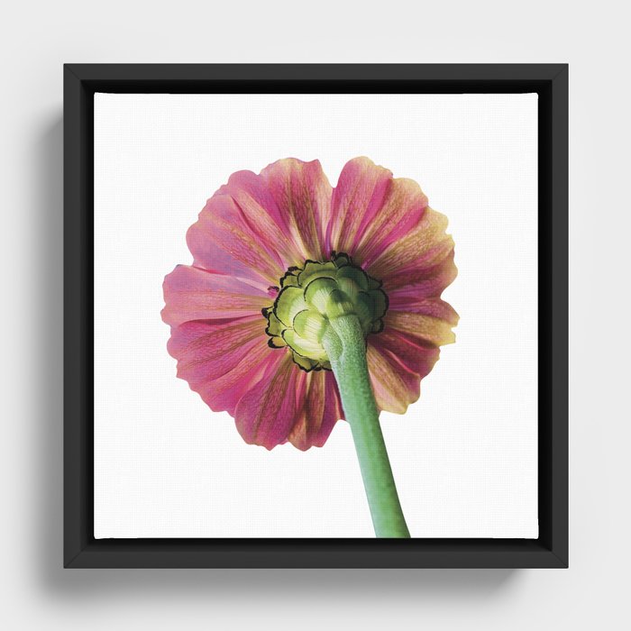 Zinnia Framed Canvas