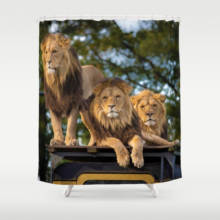 Lion Kings of the Serengeti, Africa Shower Curtain