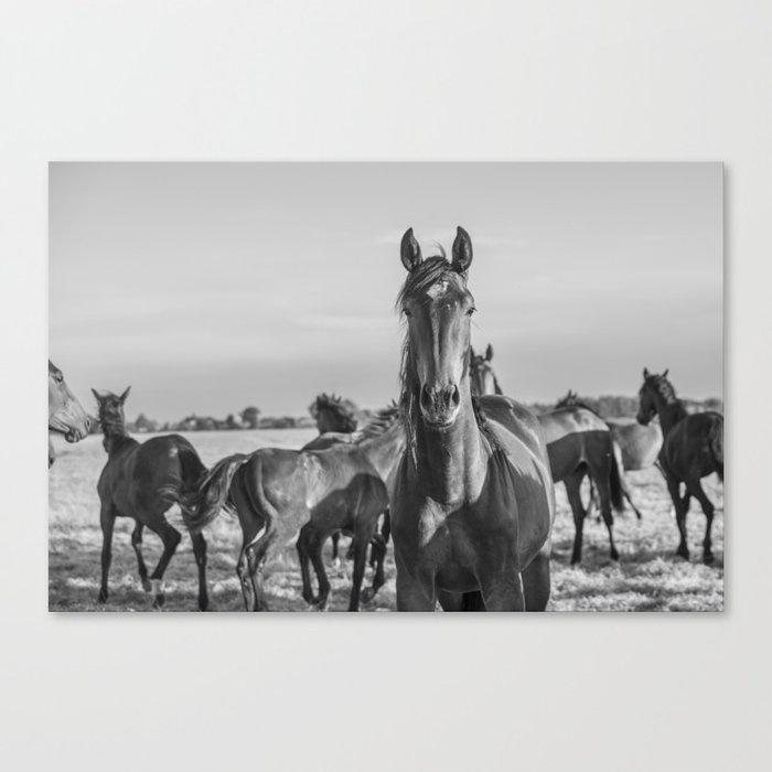 Wild horses in the sun | Horse photography Netherlands | Nature travel black and white animal photo print Canvas Print