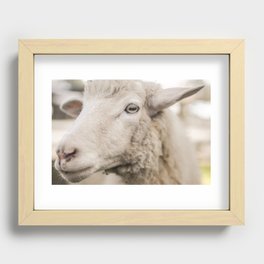 Goats and Goats and Goats (33) Recessed Framed Print