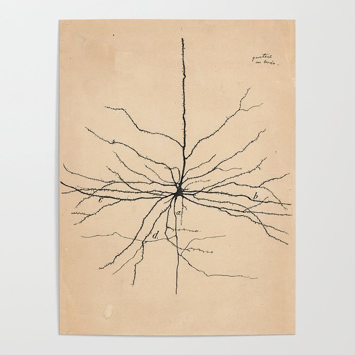 Santiago Ramon y Cajal Pyramida Neuron Drawing 1904 Poster