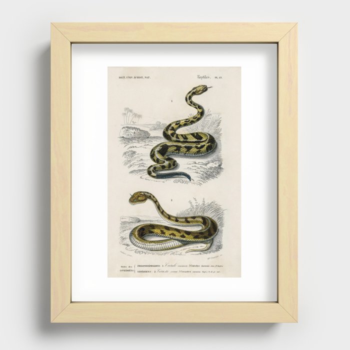 Rattlesnake (Crotale) and Saharan horned Viper (Cerastes) illustrated by Charles Dessalines D' Orbig Recessed Framed Print