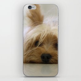 Cute Yorkshire Dog iPhone Skin