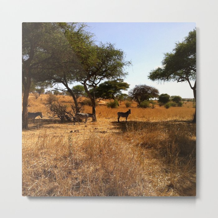 South Africa Photography - Zebras Under Acacia Trees  Metal Print