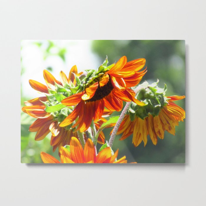 Orangey Sunflower Metal Print