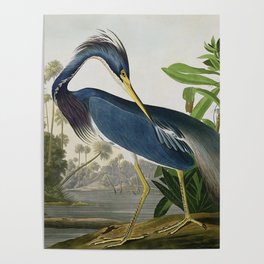 John James Audubon Louisiana Heron Painting Poster