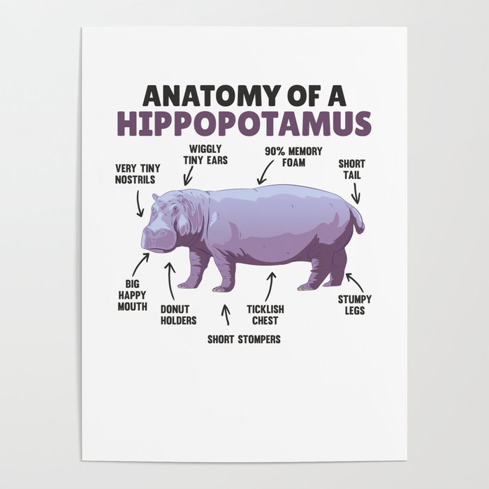 Cute Hippo Explanation Anatomy Of A Hippopotamus Poster