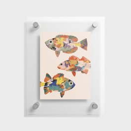 Fish collage Floating Acrylic Print