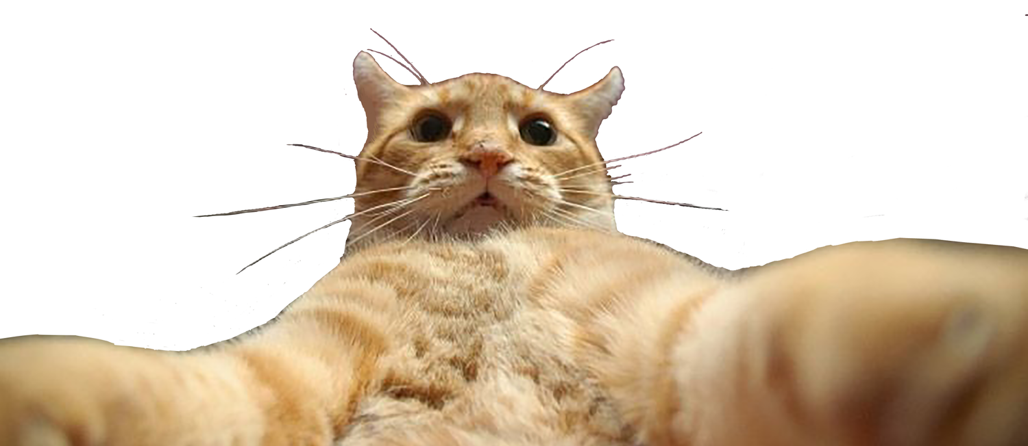 cat selfie png